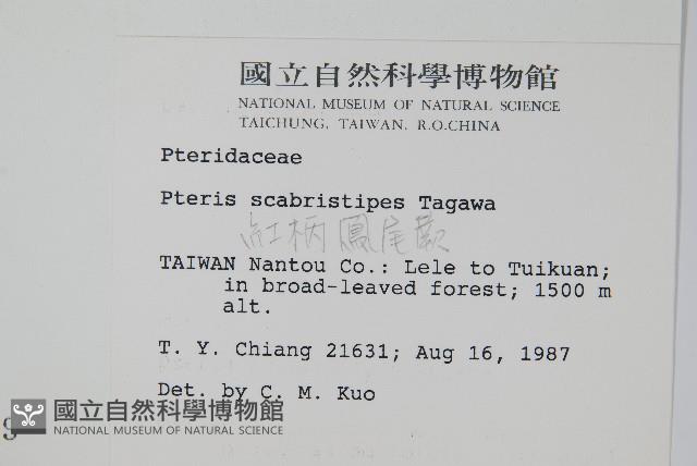 紅柄鳳尾蕨藏品圖，第2張