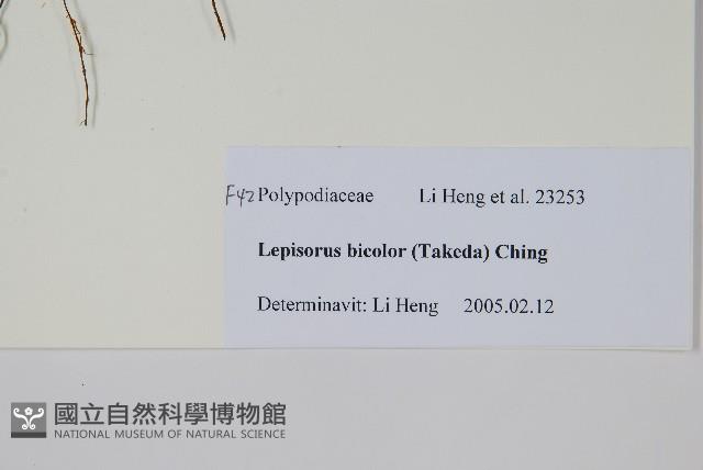 兩色瓦葦藏品圖，第2張