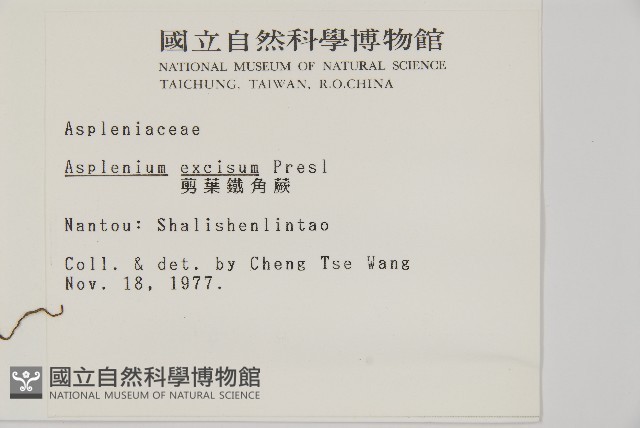 剪葉鐵角蕨藏品圖，第2張