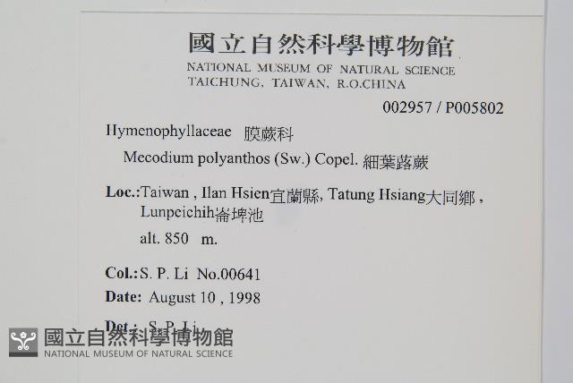 細葉蕗蕨藏品圖，第2張