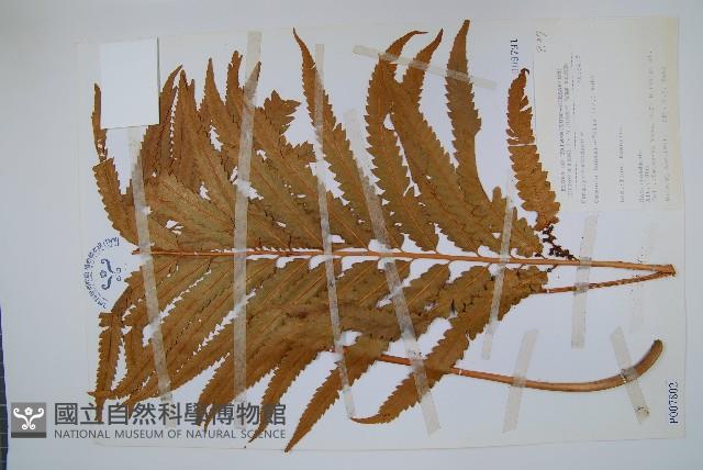 粗齒革葉紫萁藏品圖，第1張