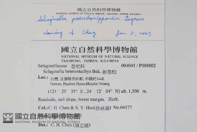 擬日本卷柏藏品圖，第2張