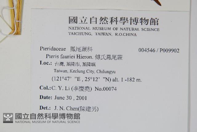 傅氏鳳尾蕨藏品圖，第2張