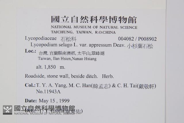 蛇足石杉、千層塔藏品圖，第2張