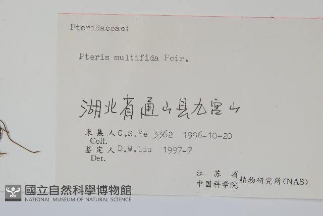 鳳尾蕨藏品圖，第2張