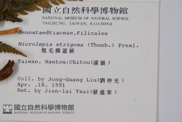 粗毛鱗蓋蕨藏品圖，第2張