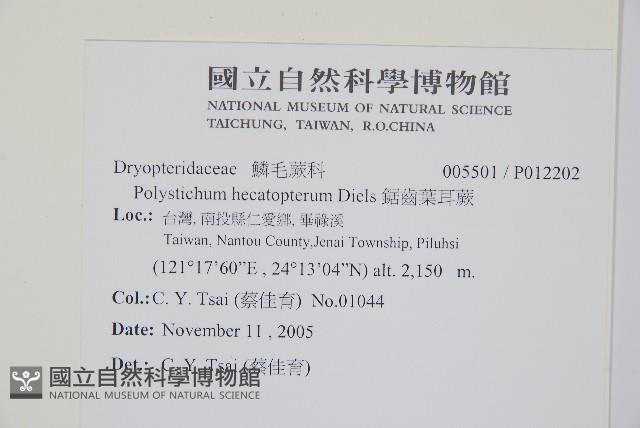 鋸齒葉耳蕨藏品圖，第2張