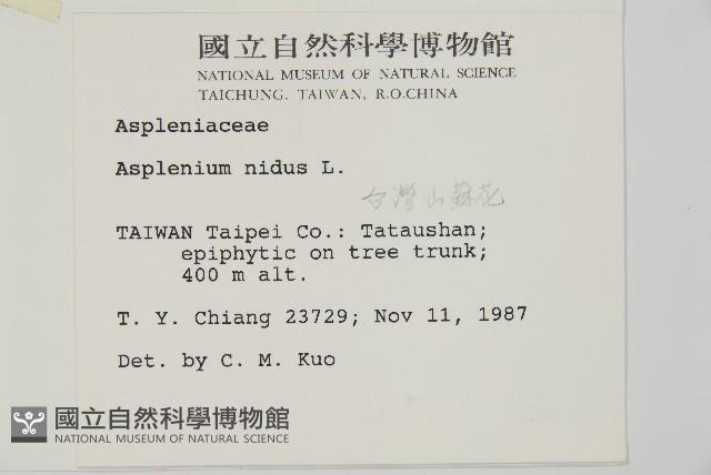 臺灣山蘇花藏品圖，第2張