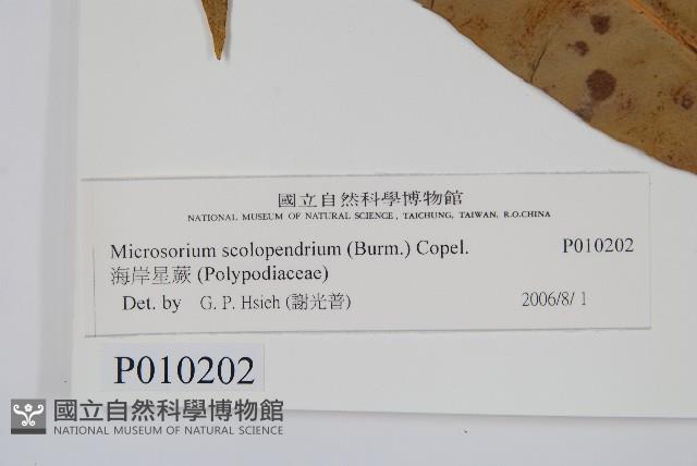 海岸星蕨藏品圖，第2張