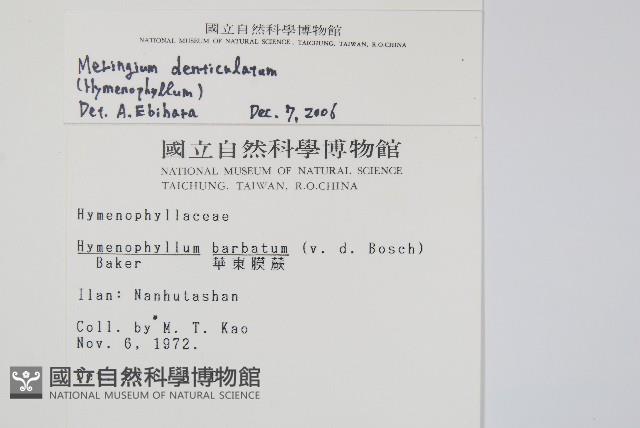 厚壁蕨藏品圖，第2張