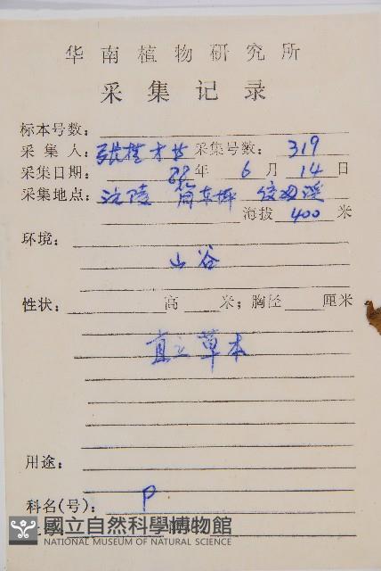 鱗軸短腸蕨藏品圖，第2張