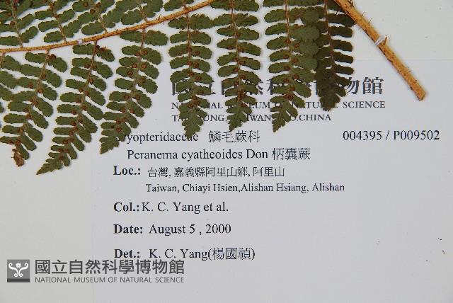 柄囊蕨藏品圖，第2張