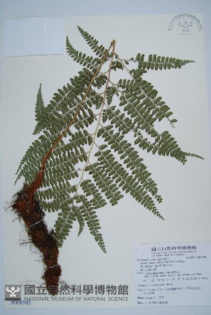 斜方複葉耳蕨藏品圖，第1張