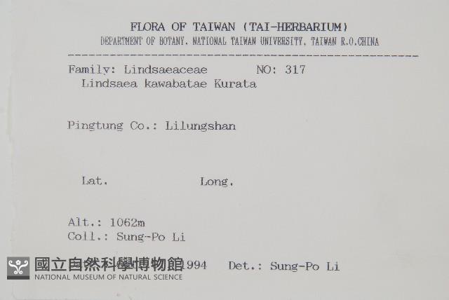 細葉鱗始蕨藏品圖，第2張