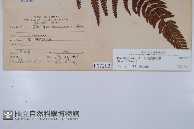 南海鱗毛蕨藏品圖，第2張