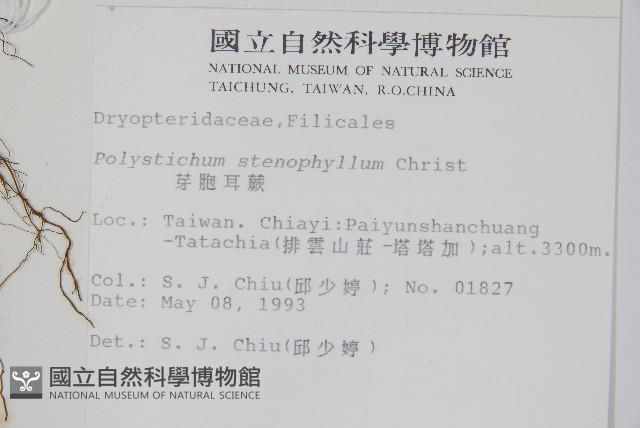 芽胞耳蕨、芽孢耳蕨藏品圖，第1張