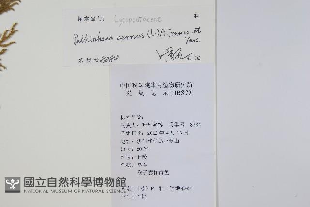 燈龍草藏品圖，第2張