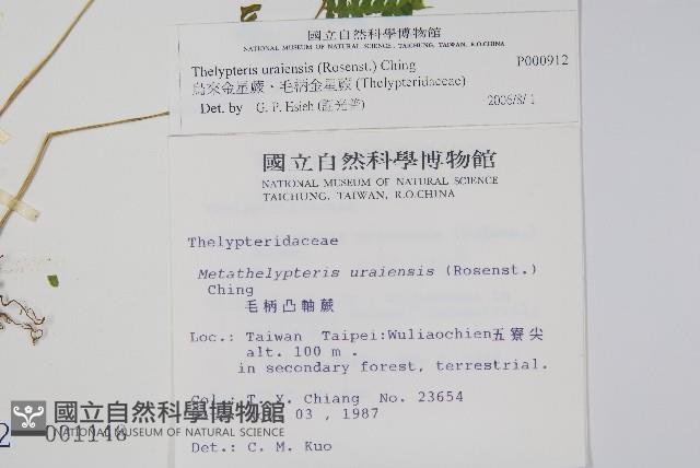 烏來金星蕨、毛柄金星蕨藏品圖，第2張