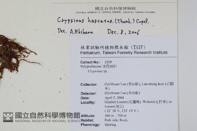 三葉茀蕨藏品圖，第2張