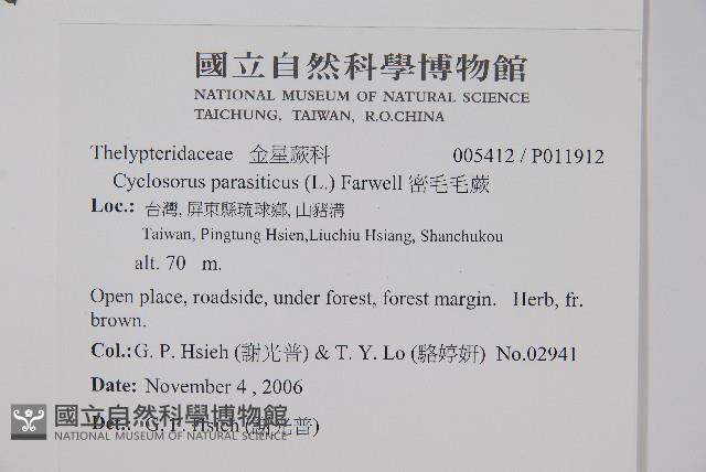 密毛毛蕨藏品圖，第2張