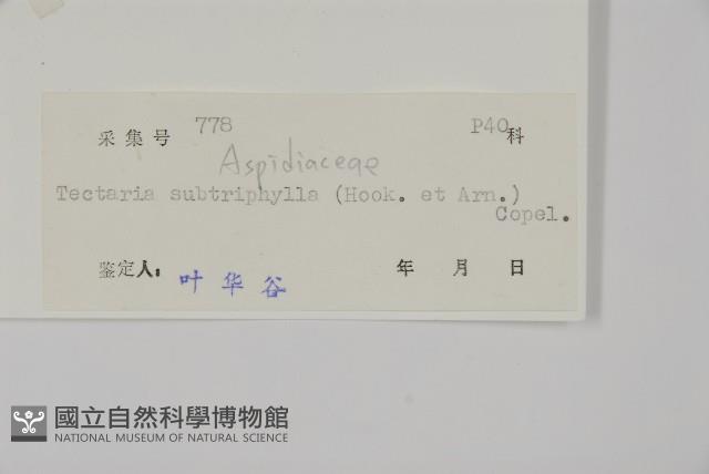 三叉蕨藏品圖，第2張