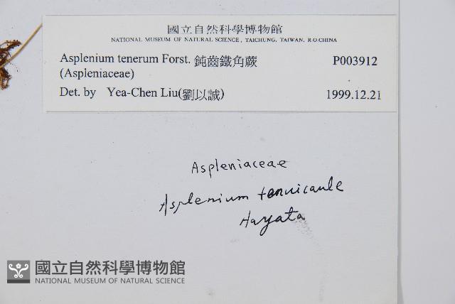 鈍齒鐵角蕨藏品圖，第2張