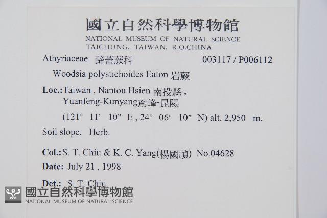 岩蕨藏品圖，第5張