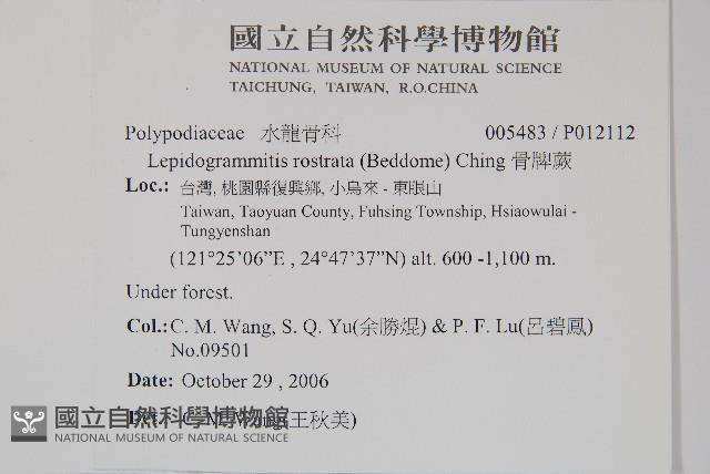 骨牌蕨藏品圖，第2張