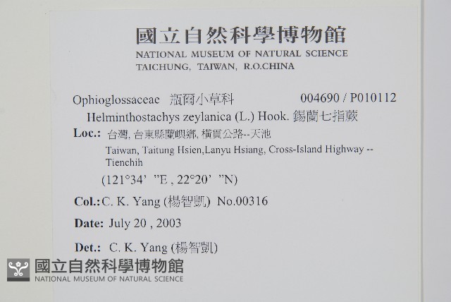 錫蘭七指蕨藏品圖，第2張