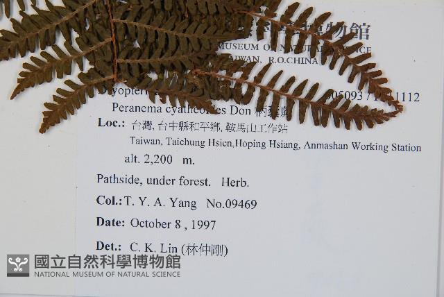 柄囊蕨藏品圖，第2張