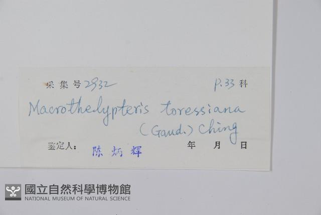 普通針毛蕨藏品圖，第2張