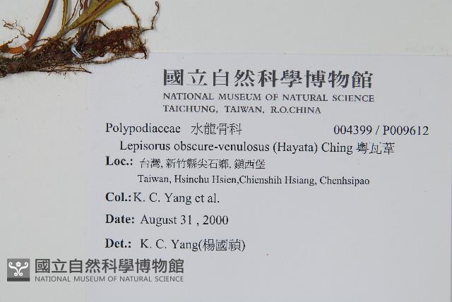 鱗瓦葦、長柄瓦葦藏品圖，第2張