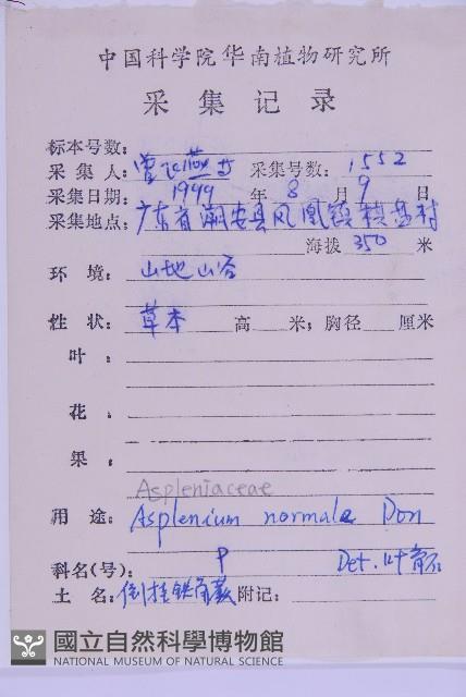 生芽鐵角蕨藏品圖，第2張