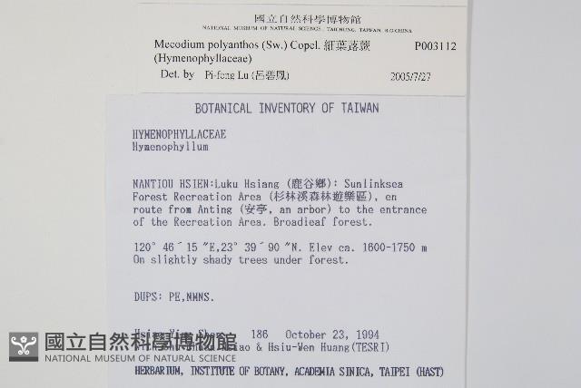 細葉蕗蕨藏品圖，第2張