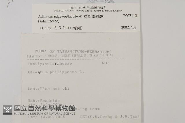 愛氏鐵線蕨藏品圖，第2張