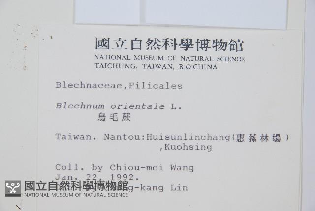 烏毛蕨藏品圖，第2張