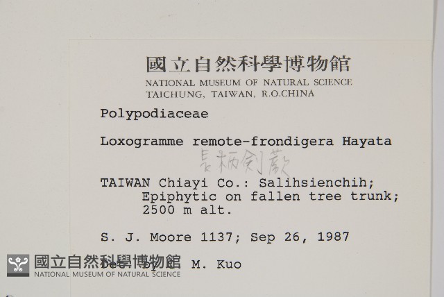 長柄劍蕨藏品圖，第2張