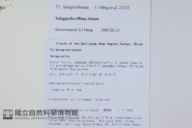 疏松卷柏藏品圖，第2張