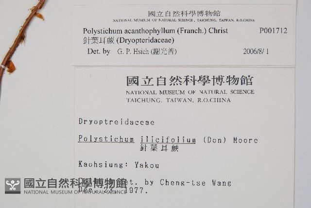 針葉耳蕨藏品圖，第2張