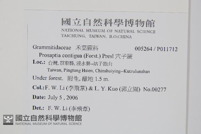 穴子蕨藏品圖，第2張