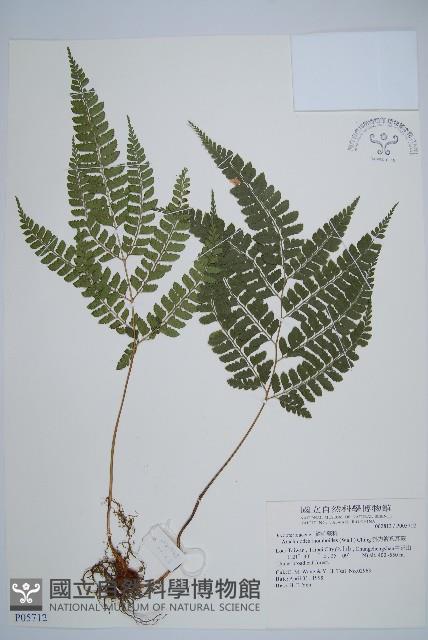 斜方複葉耳蕨藏品圖，第1張