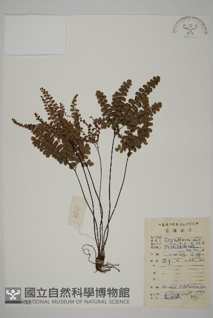 扇葉鐵線蕨藏品圖，第1張