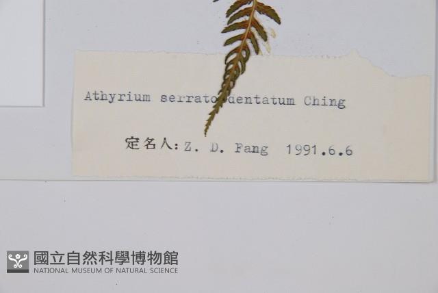 登錄號:P003712藏品圖，第2張