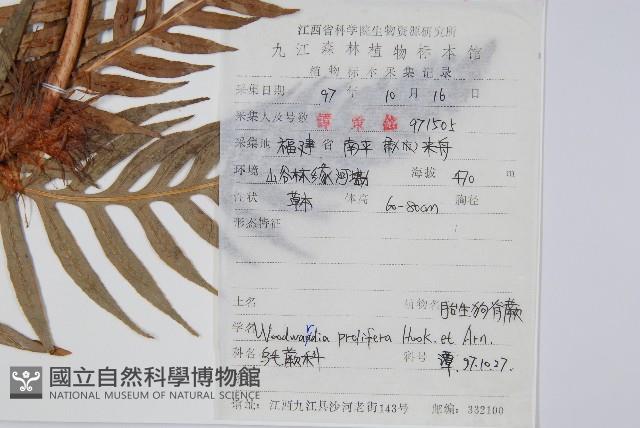 東方狗脊蕨藏品圖，第2張