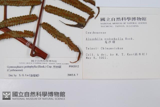 黑桫蕨藏品圖，第2張