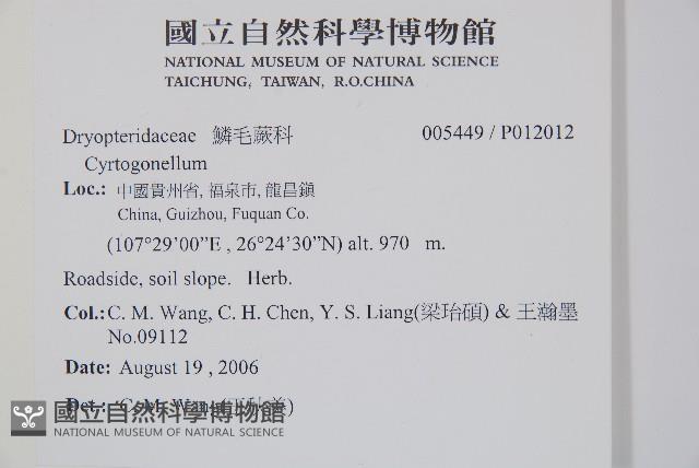 貫眾蕨藏品圖，第2張