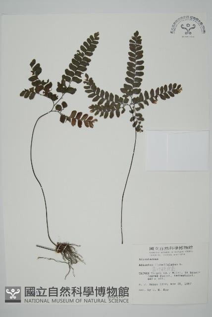 扇葉鐵線蕨藏品圖，第1張