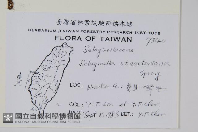 擬密葉卷柏藏品圖，第2張