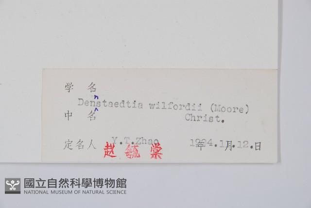 溪洞碗蕨藏品圖，第2張