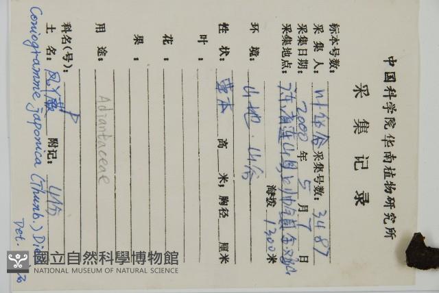 日本鳳丫蕨藏品圖，第2張